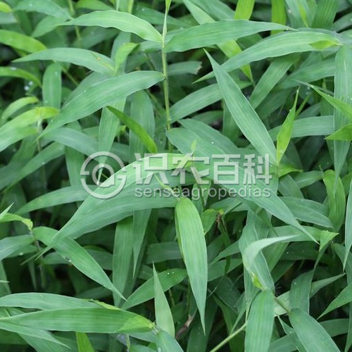 柑橘黄叶症状示例3