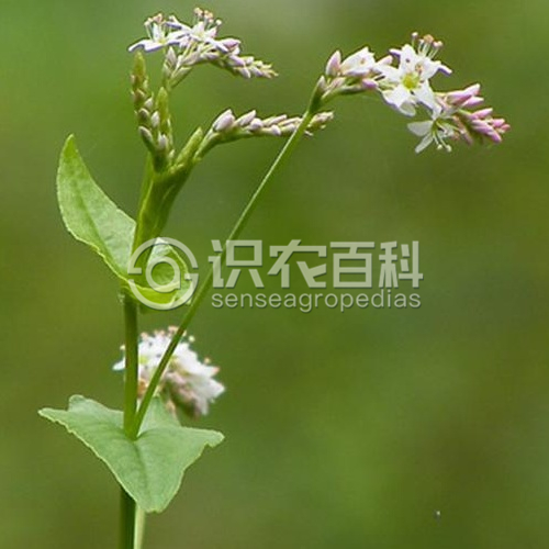 柑橘黄叶症状示例3