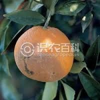 柑橘黄叶症状示例0