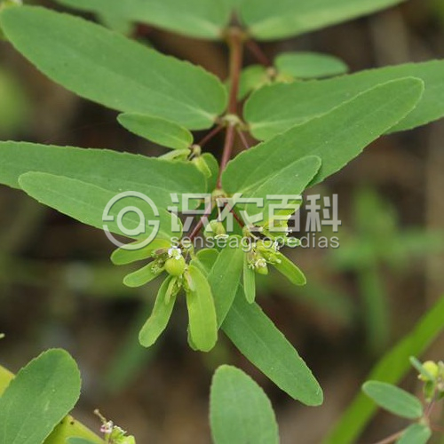 柑橘黄叶症状示例1