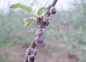 柑橘黄叶症状示例0