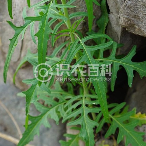 柑橘黄叶症状示例2