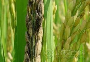 柑橘黄叶症状示例0