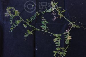 柑橘黄叶症状示例0