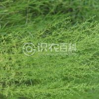 柑橘黄叶症状示例0