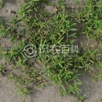 柑橘黄叶症状示例0