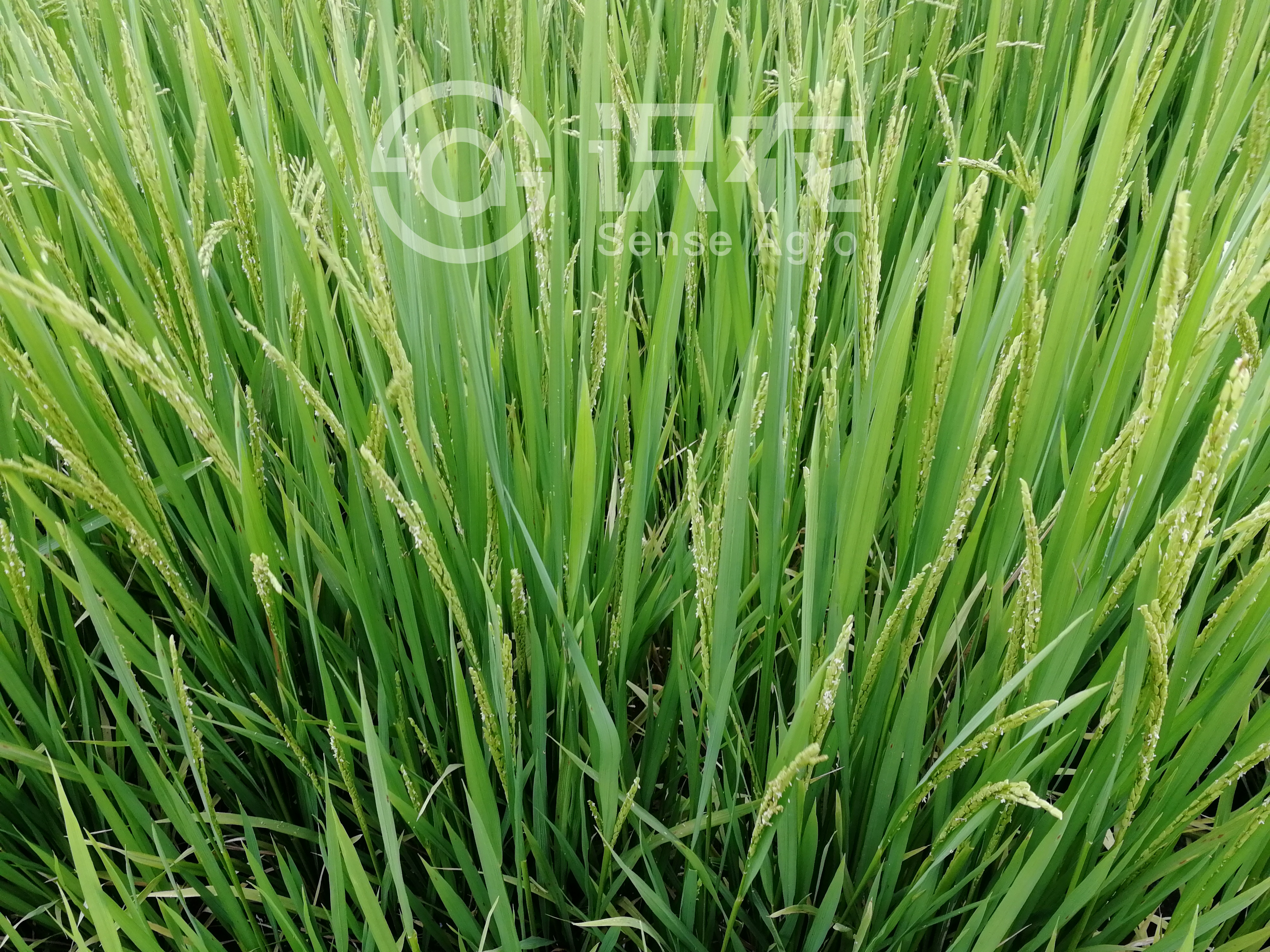 柑橘黄叶症状示例2