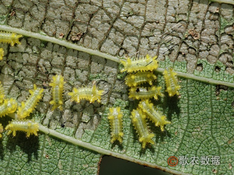 柑橘黄叶症状示例0