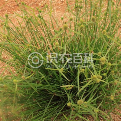 短叶水蜈蚣