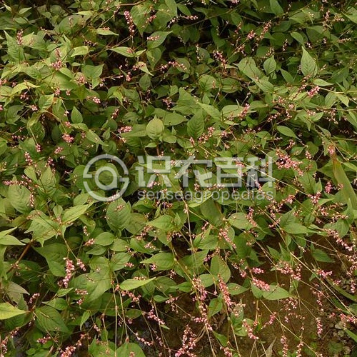 柑橘黄叶症状示例1
