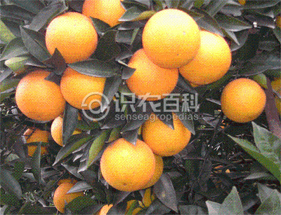 柑橘黄叶症状示例4