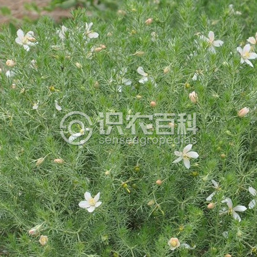 柑橘黄叶症状示例1