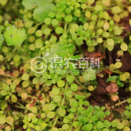 柑橘黄叶症状示例2
