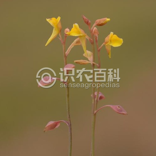 柑橘黄叶症状示例4