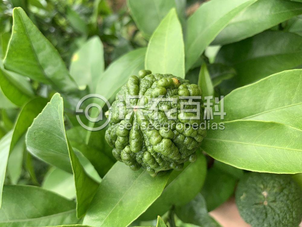 柑橘黄叶症状示例4
