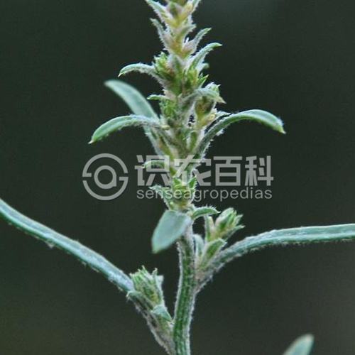 柑橘黄叶症状示例3