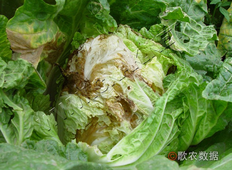 柑橘黄叶症状示例2