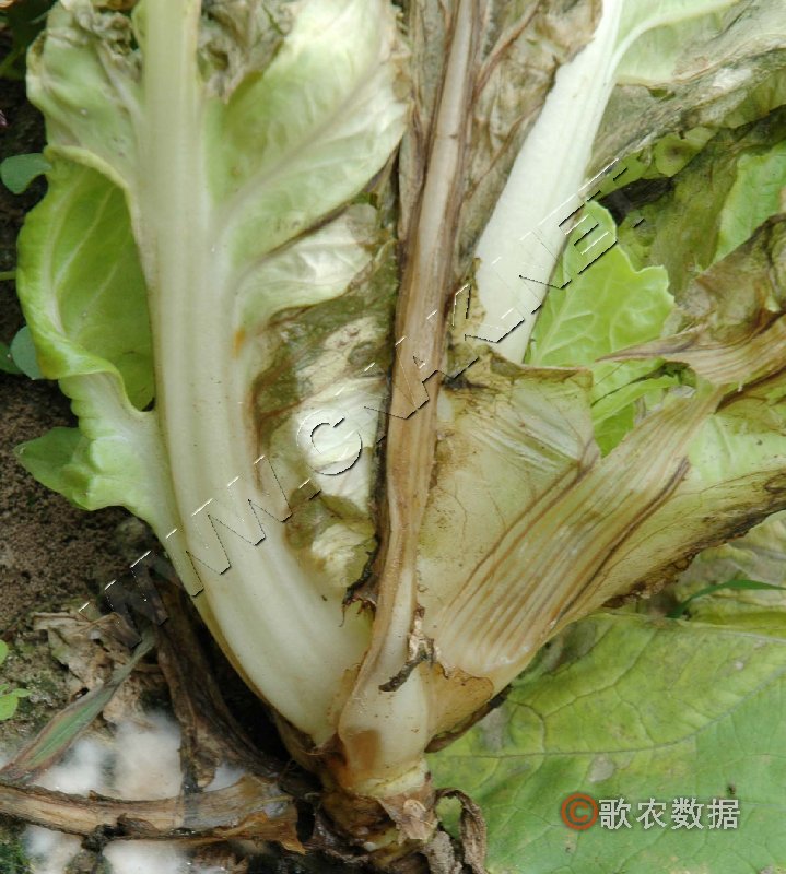 柑橘黄叶症状示例1