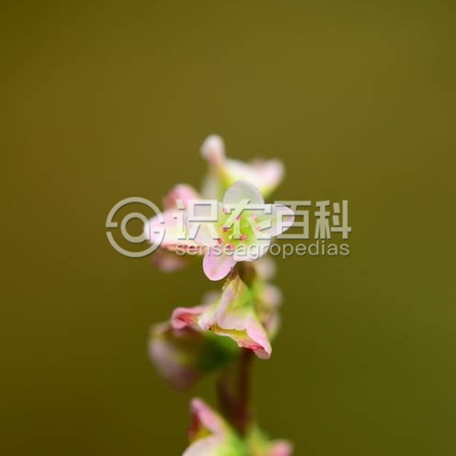柑橘黄叶症状示例4