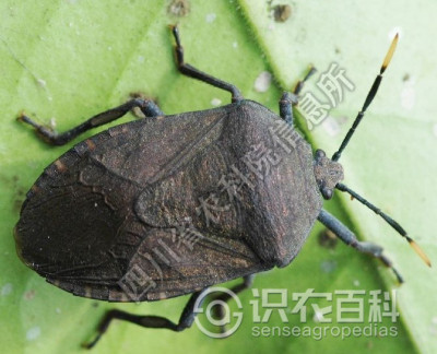 瓜褐蝽