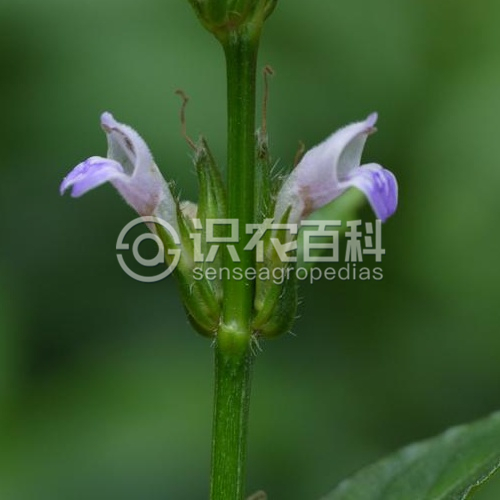柑橘黄叶症状示例5