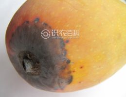 柑橘黄叶症状示例0