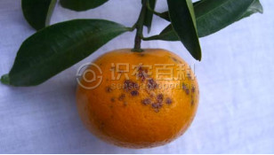 柑橘黄叶症状示例3