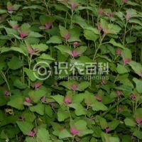 柑橘黄叶症状示例0