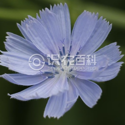 菊苣
