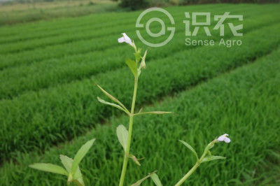 泥花草
