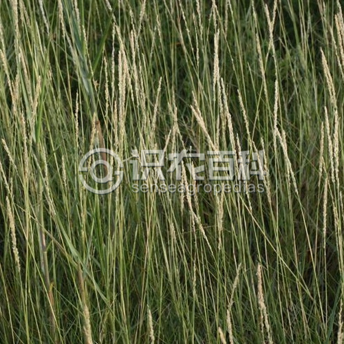 柑橘黄叶症状示例1