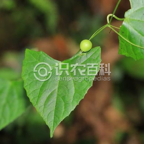柑橘黄叶症状示例2