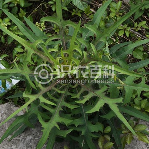 柑橘黄叶症状示例1