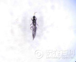 柑橘黄叶症状示例0