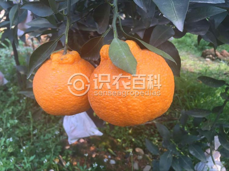 柑橘黄叶症状示例3