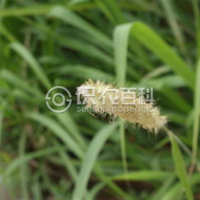 象草