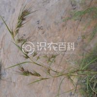 柑橘黄叶症状示例0