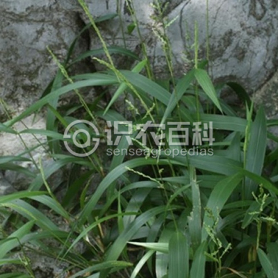 皱叶狗尾草