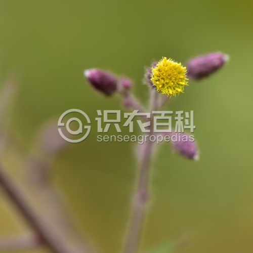 柑橘黄叶症状示例4