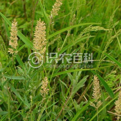 洽草