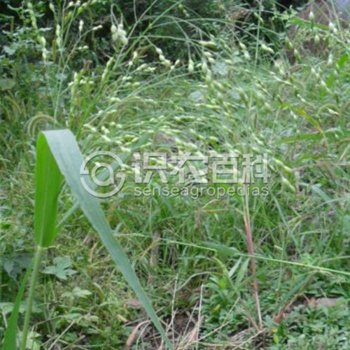 柑橘黄叶症状示例3