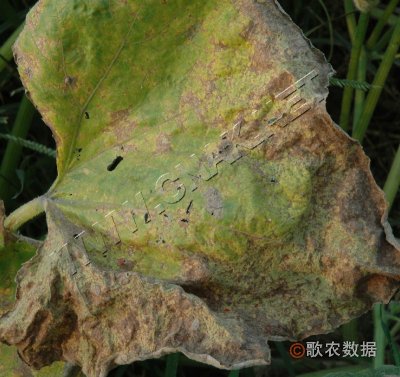 南瓜霜霉病