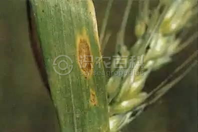 柑橘黄叶症状示例4