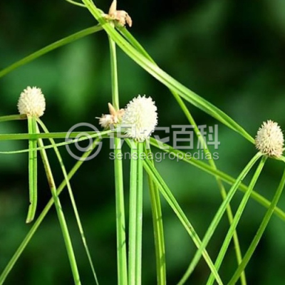 单穗水蜈蚣