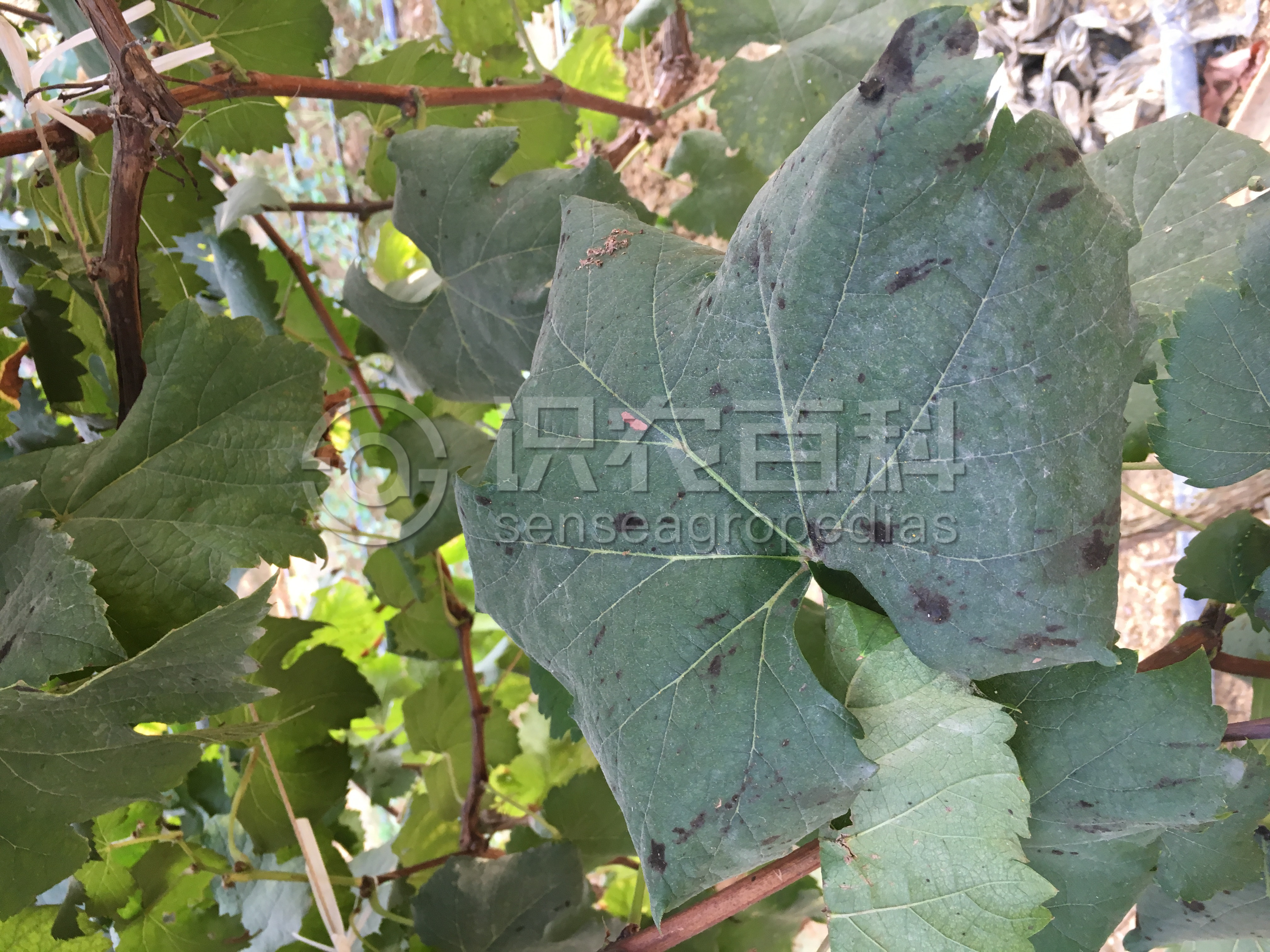 柑橘黄叶症状示例1