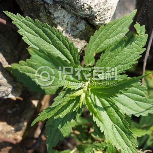 柑橘黄叶症状示例3