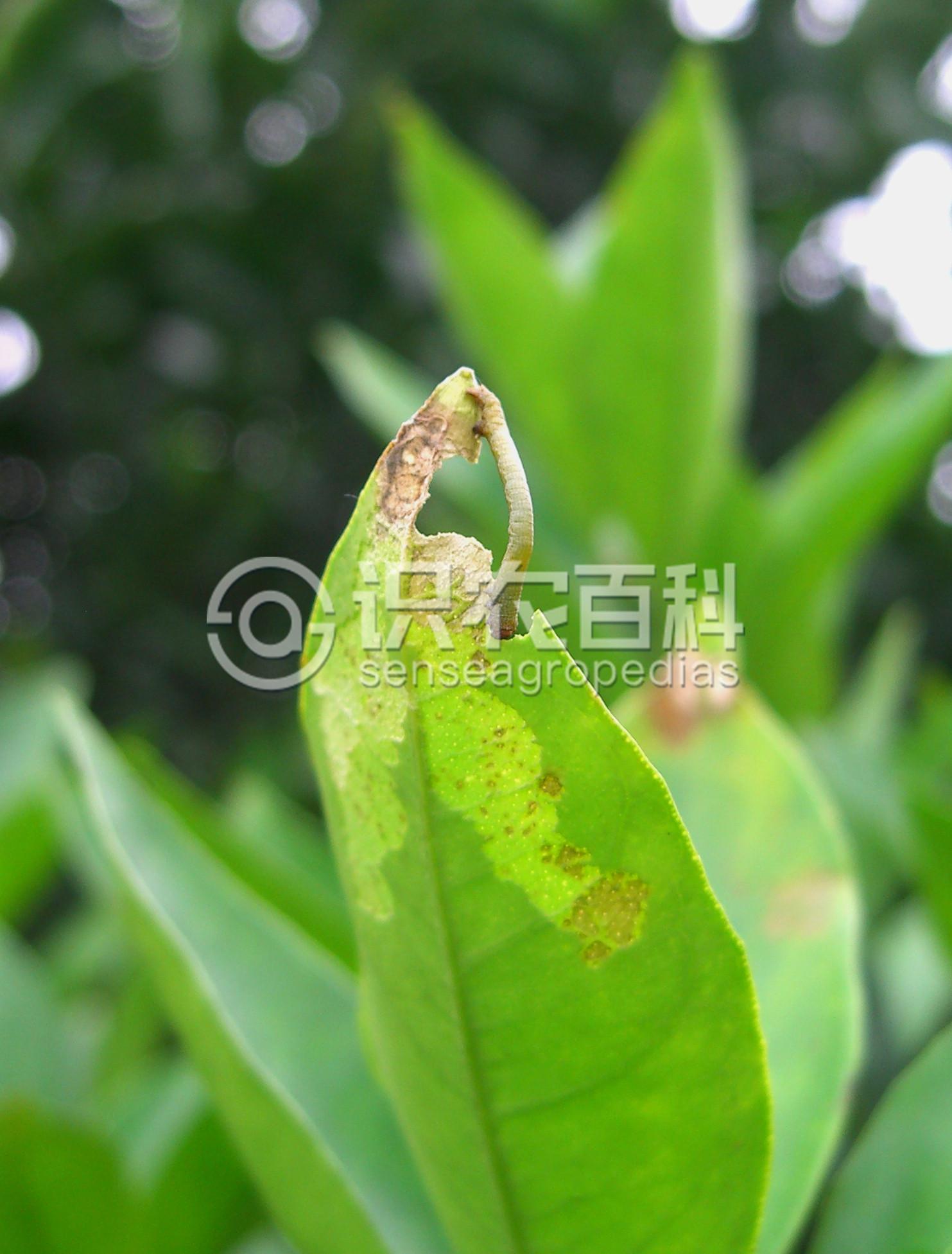 柑橘黄叶症状示例4