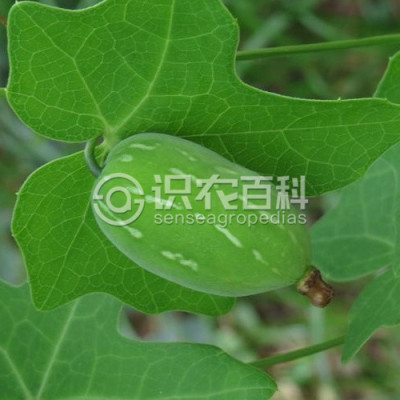 茅瓜
