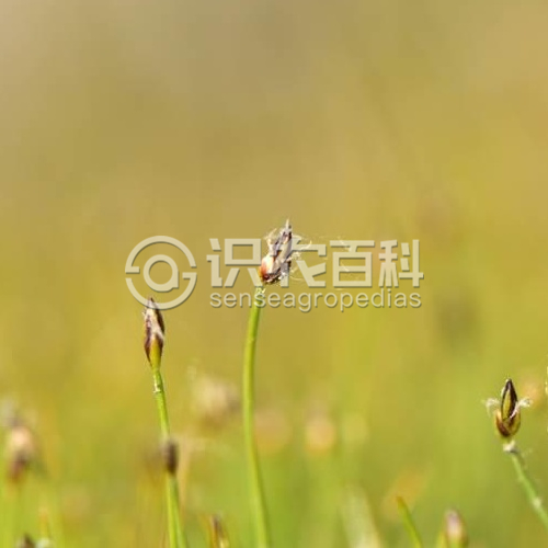 柑橘黄叶症状示例3