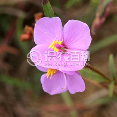 金锦香